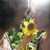 north idaho, sunflower patch