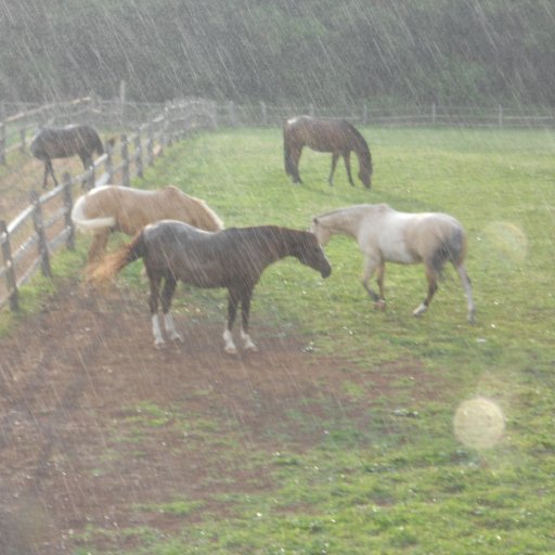 Horses love the rain apparently