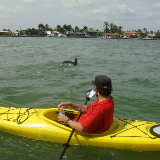 kayakin with dolphins