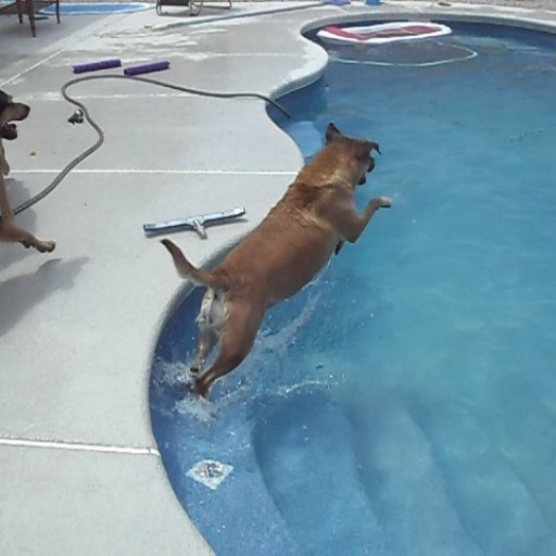 Our dog Freja DIVING into the pool