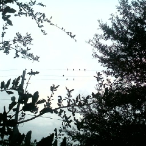 look at the birds :D