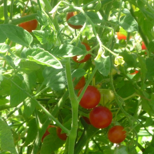 Cherry tomatoes Summer 2010