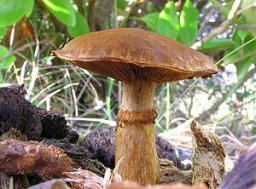 mushroom trippers