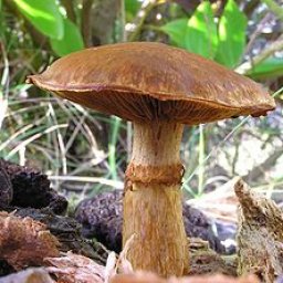 mushroom trippers