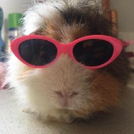TheHipHopGuineaPig
